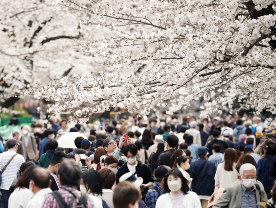 People walk under cherry trees in full bloom at Tokyo's Ueno park on March 22, 2023.